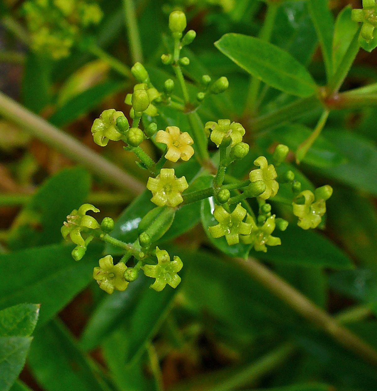 Rubia Tinctorum Plant